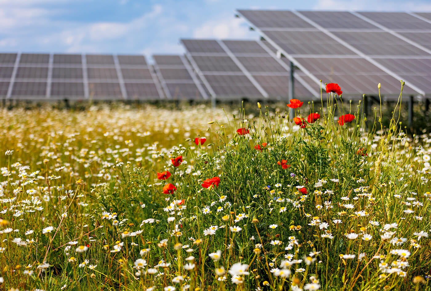 Solar Plant Installation Company
